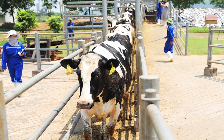 Có thêm 1.645 con bò sữa Mỹ giống cao sản thuần chủng HF nhập trại TH