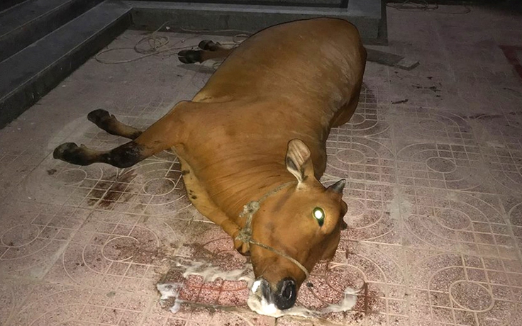 Dân mang bò chết đến 'vây' khu chung cư