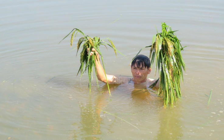 Mưa lớn nhấn chìm hàng trăm héc ta lúa ở Thanh Hóa trong biển nước
