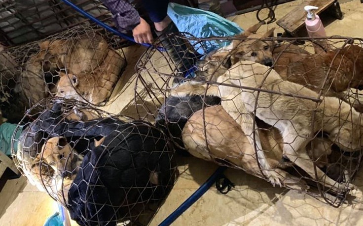Công an Thanh Hóa bắt, triệu tập 30 người trong đường dây trộm hàng trăm tấn chó
