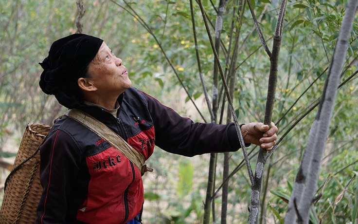 Thanh Hóa: Người dân miền biên viễn Mường Lát thoát nghèo nhờ nuôi cánh kiến đỏ