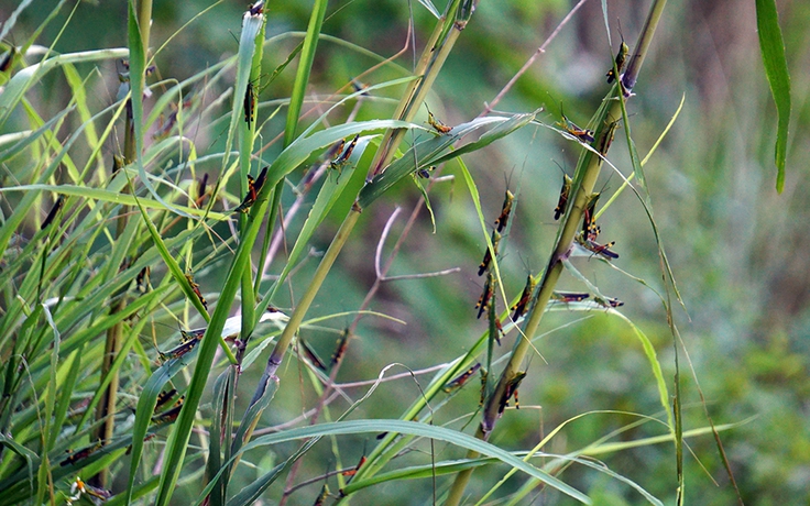 ‘Bão’ châu chấu ở miền núi Thanh Hóa