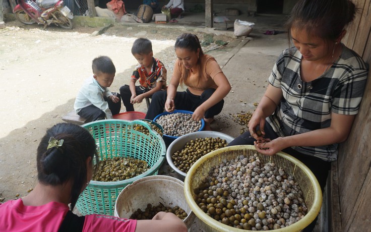 Mùa quả mắt cá: Lặn lội hàng tiếng vào rừng sâu, có ngày được 40kg mang về