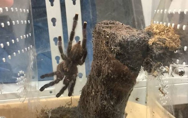 Nuôi 98 con nhện tarantula trong nhà, chịu phạt trên 200 triệu đồng