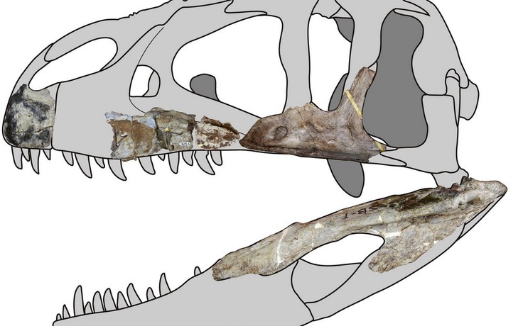 Phát hiện hóa thạch khủng long khổng lồ ở Thái Lan