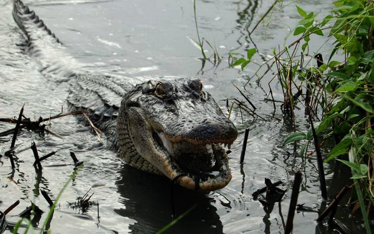 Giới khoa học bất ngờ vì cá sấu có thể mọc lại đuôi