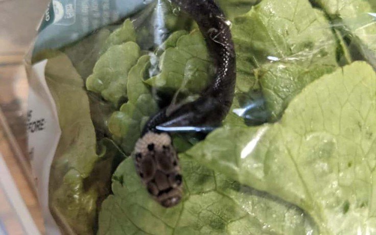 Kinh hoàng phát hiện rắn hổ trong xà lách ở siêu thị Úc