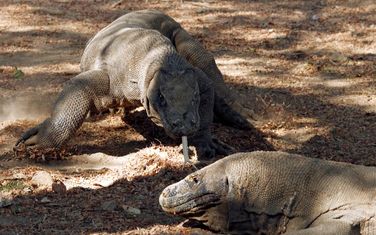 Indonesia quyết xây ‘Công viên Khủng long’ tại nơi sống của rồng Komodo