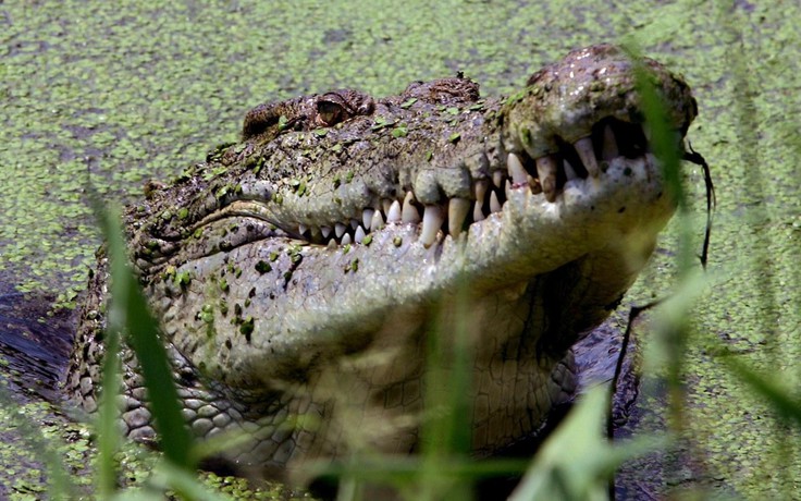 Bị cá sấu kéo xuống sông, người đàn ông thoát chết nhờ con dao nhỏ