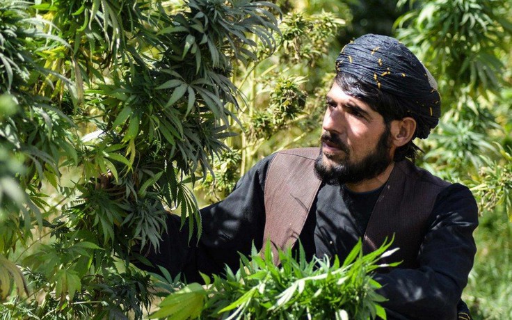 Taliban sắp thu hút hàng trăm triệu USD đầu tư vào ngành thuốc phiện?