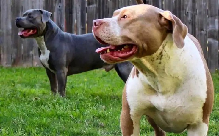 Chó pit bull tấn công 2 con, mẹ xả thân vẫn không cứu được