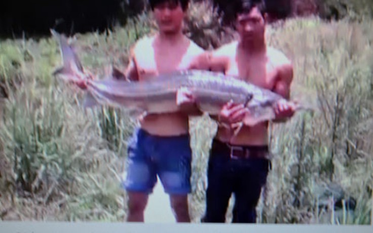 Sự thật về việc bắt được cá tầm 'khủng' ở Lâm Đồng