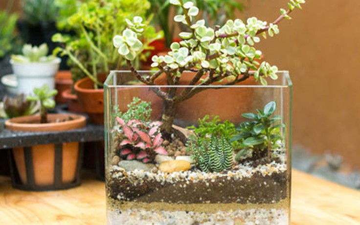 Khám phá tiểu cảnh Terrarium
