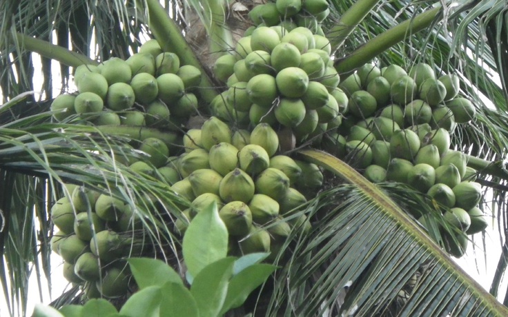 Giống dừa mới siêu trái