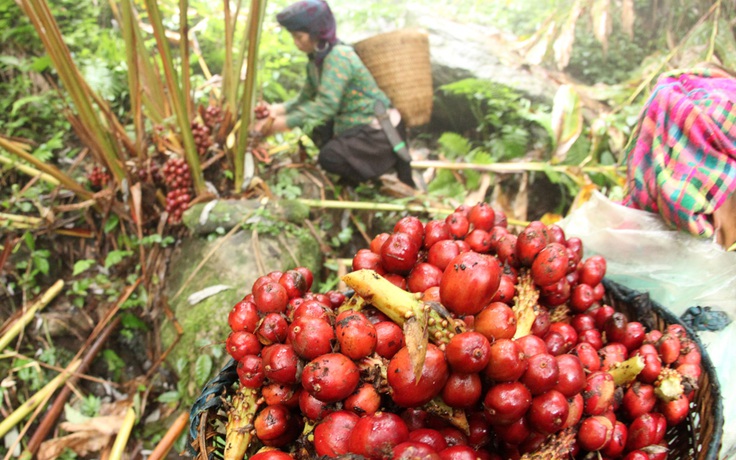 Khó tìm như chè kho Bắc cổ