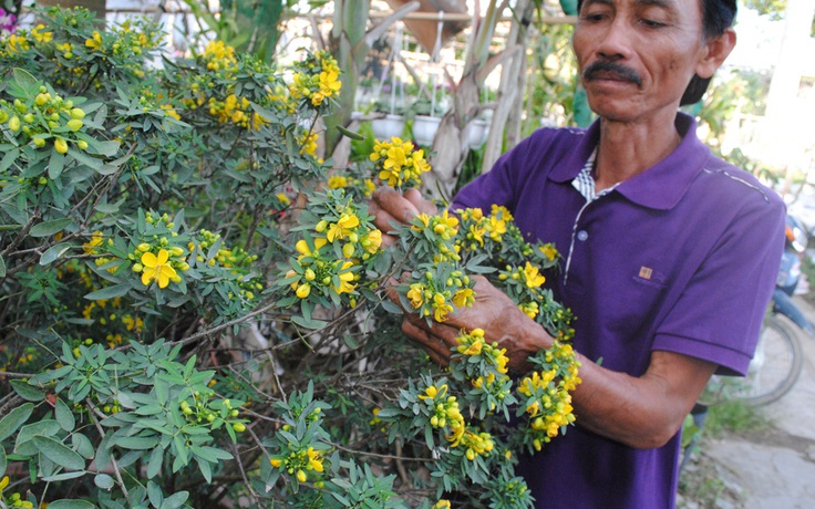 Hoa 'độc' cháy hàng