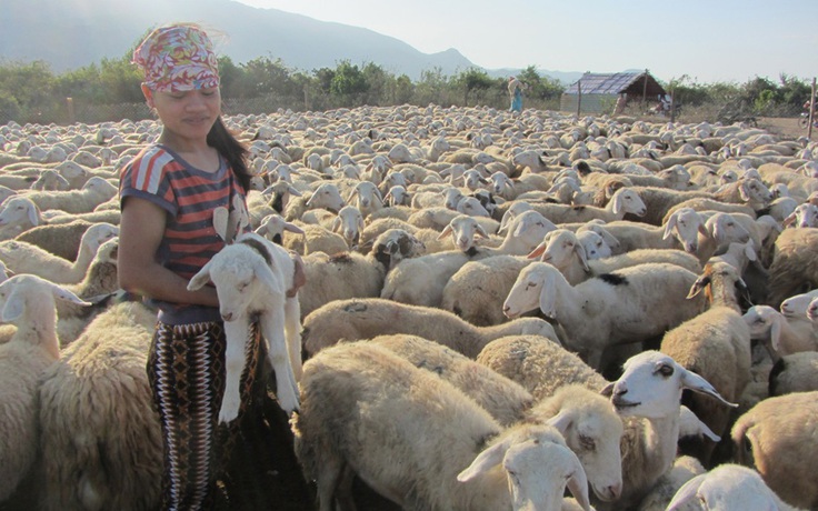 [CHÙM ẢNH] Nắng nóng, hạn nặng: Cả ngàn con cừu teo tóp tìm nước uống