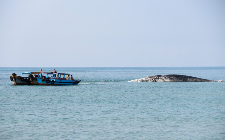 Cá voi khổng lồ lụy trên vùng biển Phú Quý