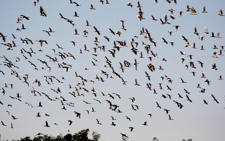 Hiện tượng lạ khi hàng ngàn con cò bay đến trú ở vườn bạch đàn