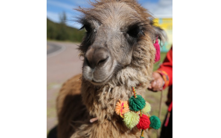Niềm tin kỳ lạ của người Bolivia với Llama