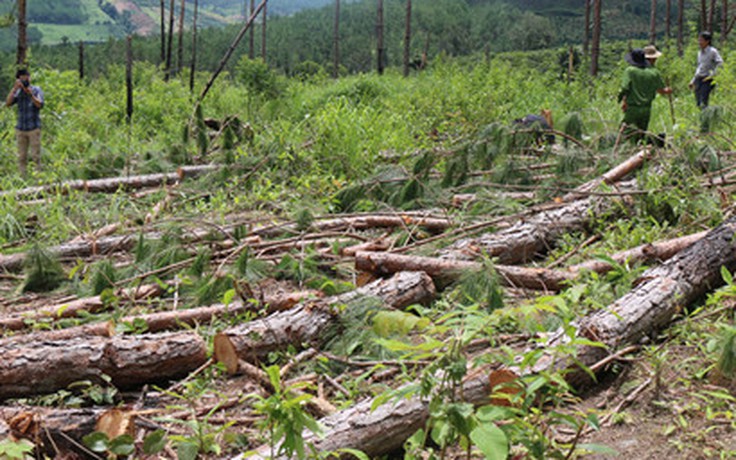 Diện tích rừng bị chặt phá tăng gần 60%