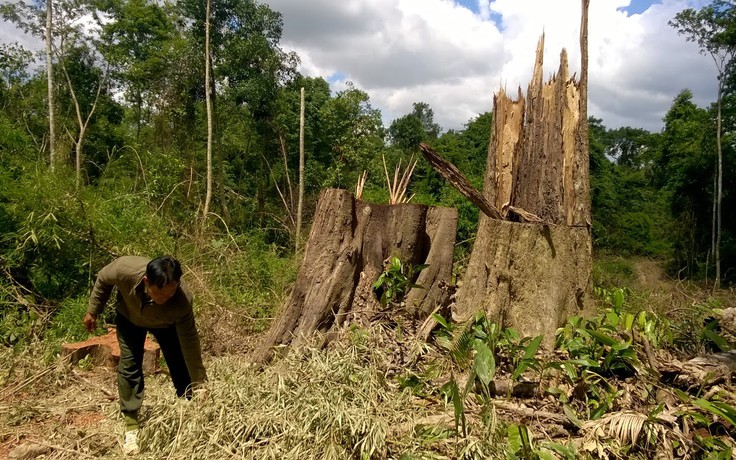 Hàng loạt dấu hiệu sai phạm trong vụ phá 575 ha rừng ở Bình Phước