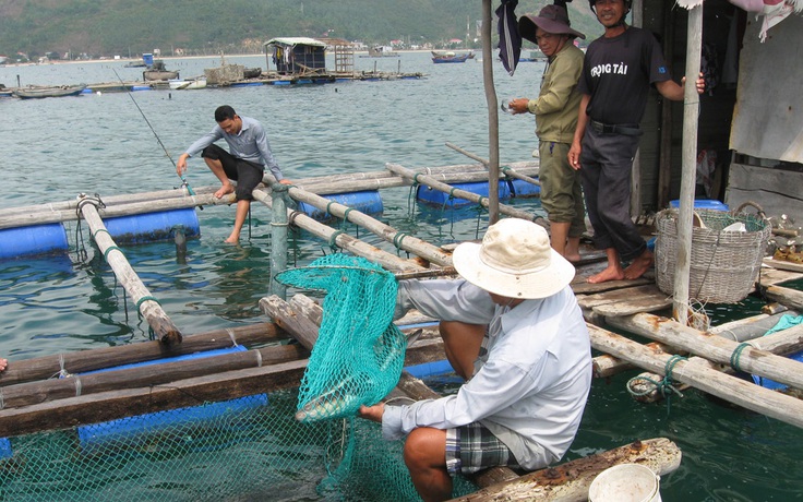 Cá bớp rớt giá, người nuôi lao đao