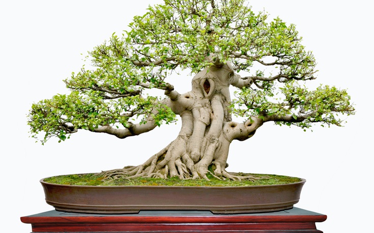 Nữ đại sứ bonsai xuất ngoại cây kiểng Việt Nam ra quốc tế