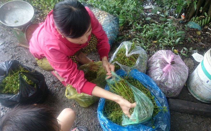 Kiếm tiền triệu mỗi ngày nhờ 'nghề' hái đọt choại