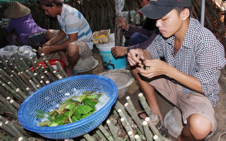 'Thánh địa' của nghề ghép cây