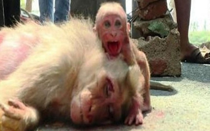 Khỉ con khóc bên xác mẹ bị xe cán khiến người đi đường rơi nước mắt