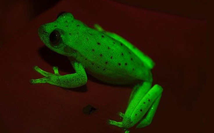 Phát hiện ếch huỳnh quang