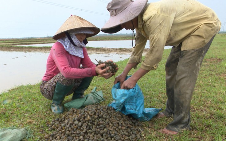 Ốc bươu vàng bùng phát ở Quảng Trị