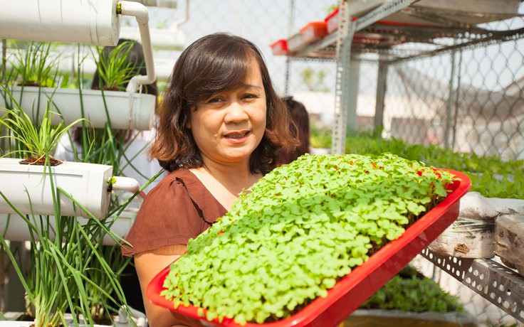 Thú vui trồng rau tại gia của nhiều bà nội trợ Sài Gòn