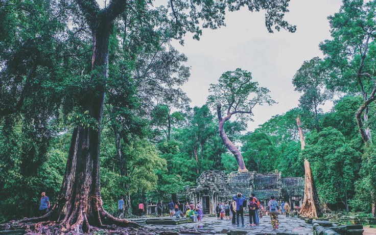 Những bộ rễ khổng lồ ở đền Ta Prohm