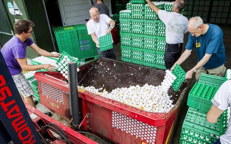 Thu hồi hàng triệu quả trứng gà nhiễm độc từ thuốc diệt côn trùng