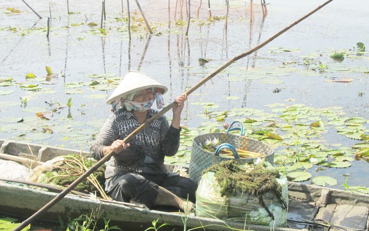 Nhộn nhịp mùa cá linh ở miền Tây