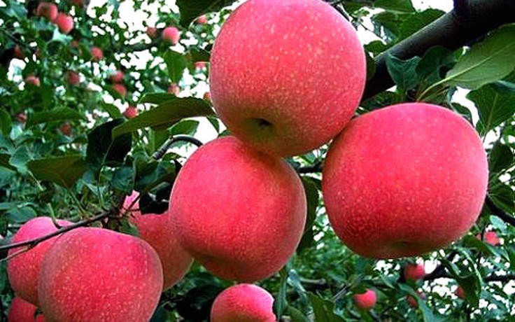 Ý xúc tiến xuất khẩu táo vào Việt Nam