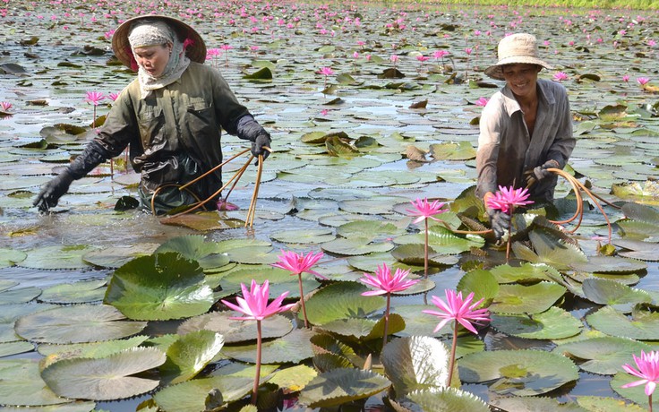 Làm giàu nhờ bông súng