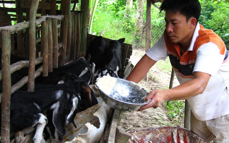 Nuôi dê nhốt chuồng cho thu nhập khá