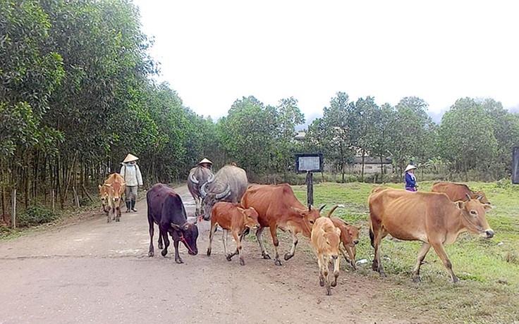 Hồi sinh 'thung lũng da cam'