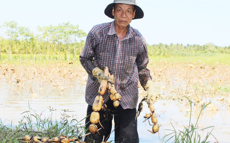 Nông dân hụt hẫng khi tham gia mô hình trồng sen trên đất lúa