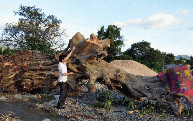 'Chảy máu' cổ thụ Tây nguyên