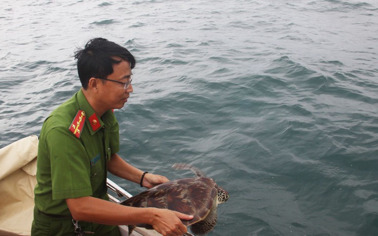 Giải cứu, thả 12 cá thể rùa biển về môi trường tự nhiên