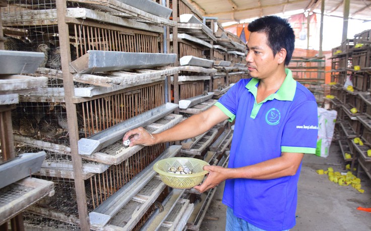 Bí quyết làm giàu: Sống khỏe nhờ chim cút