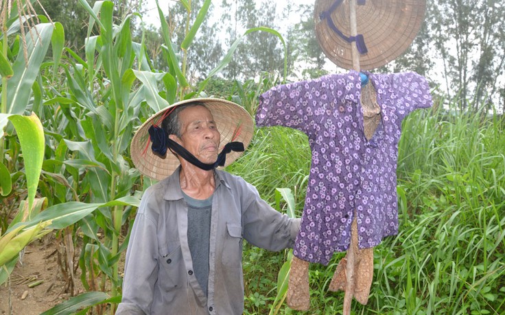 Khỉ xuống núi phá hoa màu