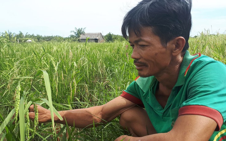 Thương lái mua lúa non về... làm thuốc ?