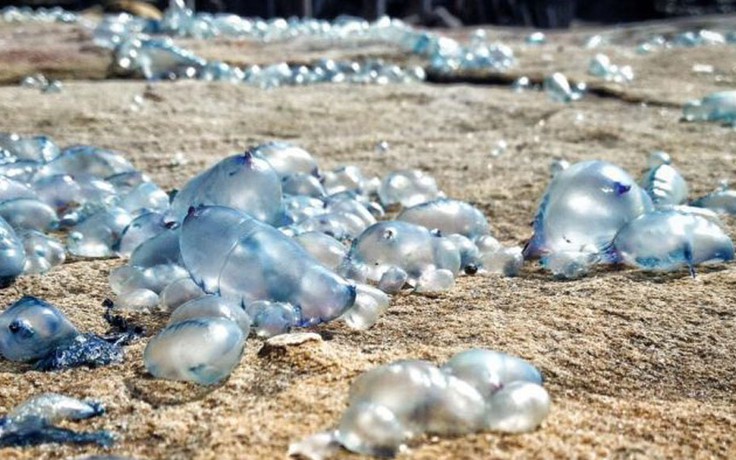 Úc đóng cửa bãi biển vì sứa