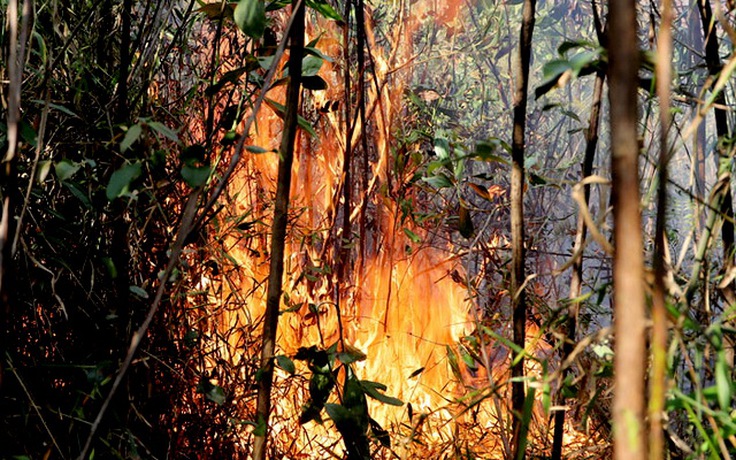 Hỏa hoạn bùng phát từ rẫy cà phê, rừng tái sinh bị lửa thiêu rụi