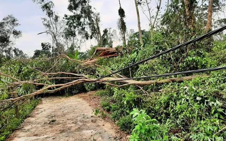 Lốc xoáy, hơn 3.000 ha hoa màu và cây công nghiệp thiệt hại